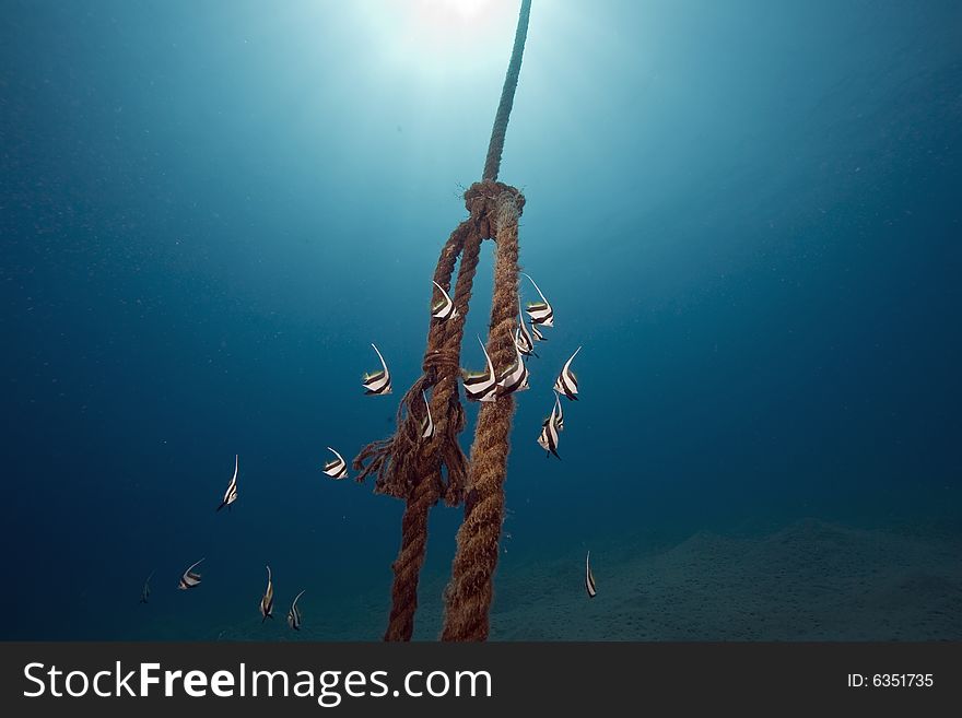 Schooling Bannerfish (heniochus Diphreutes)