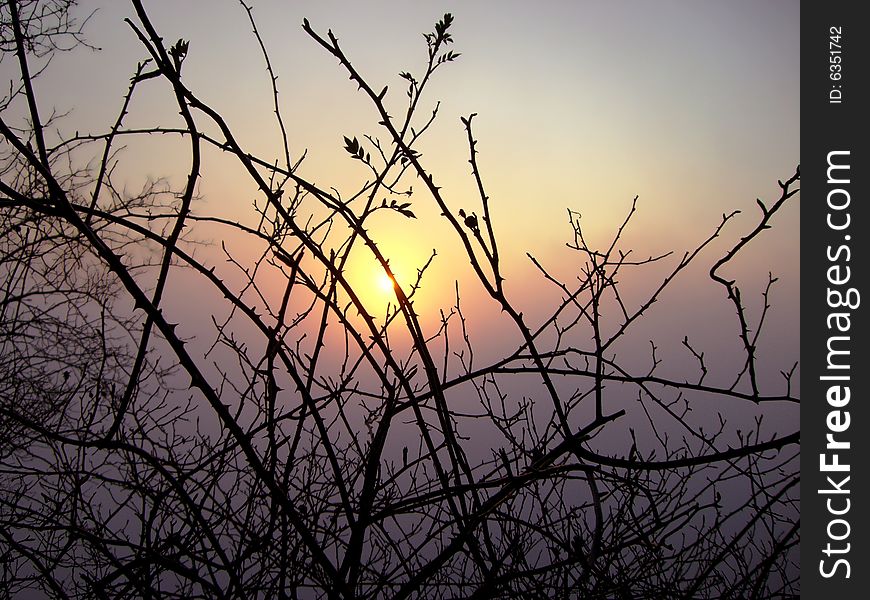 Tree's branches in the sunset sky. Tree's branches in the sunset sky