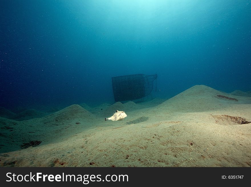 Thornback boxfish (tetrasomus gibbosus) taken in the Red Sea.