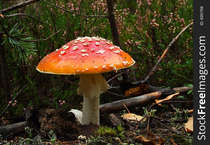 Red fly agaric close-up shot. Red fly agaric close-up shot