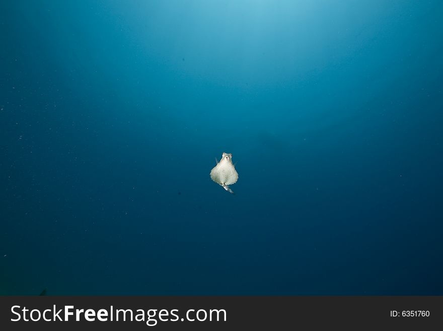 Thornback boxfish (tetrasomus gibbosus) taken in the Red Sea.