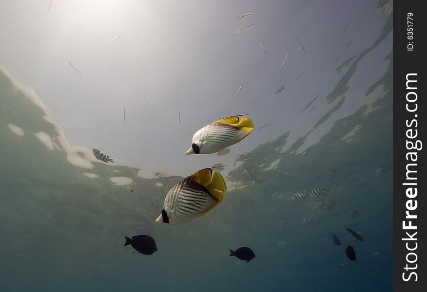 Threadfin butterflyfish (chaetodon auriga) coral and fish taken in the Red Sea.