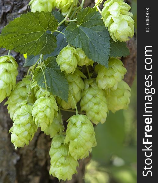 Hop cones, fresh harvest, on the tree trunk.