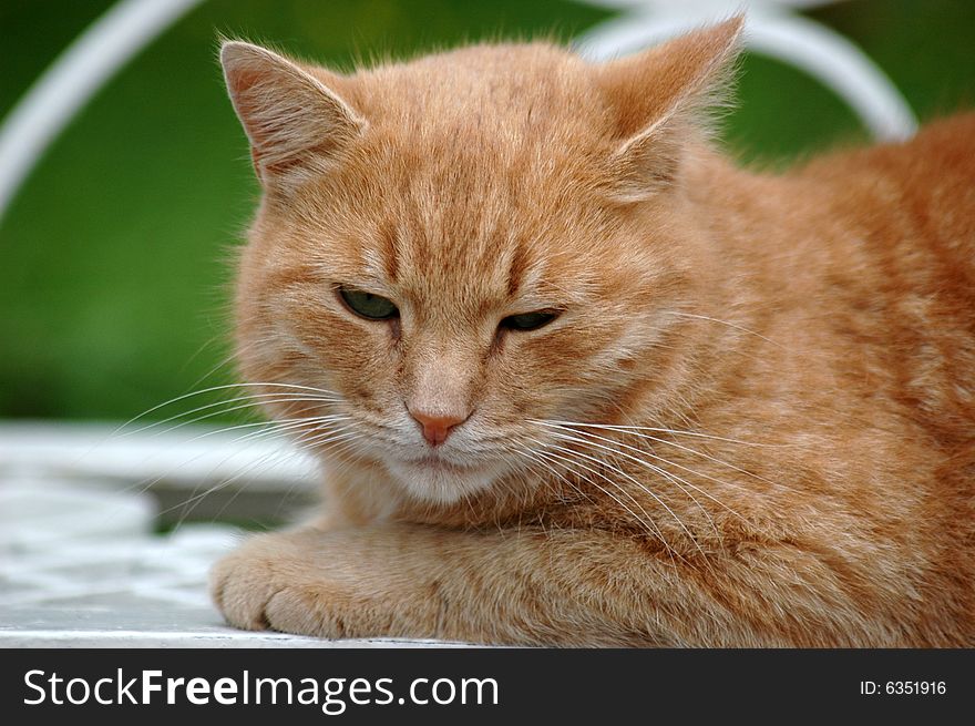 Affectionate green-eyed red cat, above-grass in a park. Affectionate green-eyed red cat, above-grass in a park