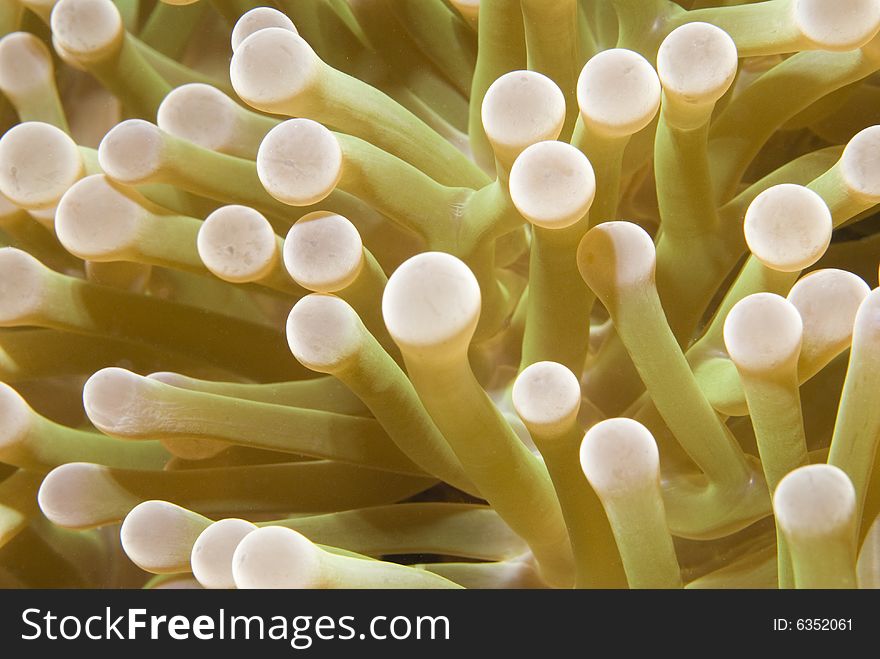 Close up macro image of sea anemone. Close up macro image of sea anemone