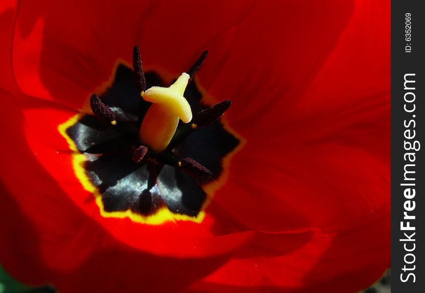 Macro shot of tulip bud in the sunlight