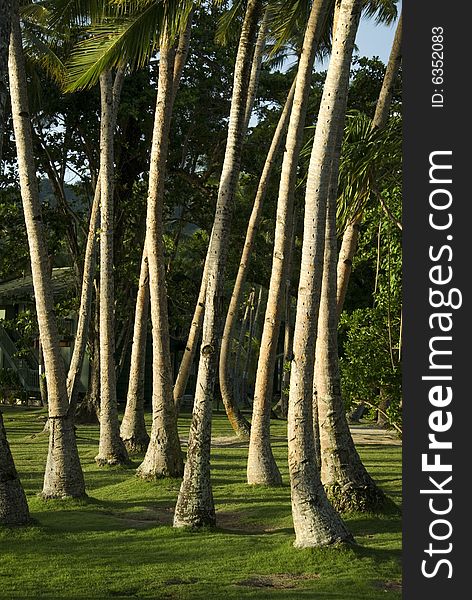 Palm trees trunks in Micronesia. Palm trees trunks in Micronesia