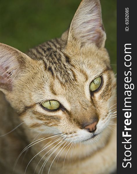 Close up of a feral cat looking away