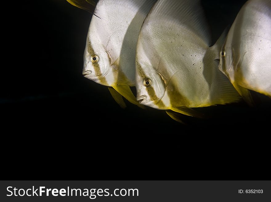 Longfin Spadefish (platax Teira)