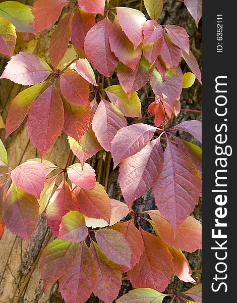 Red leaves of wild grapes on the tree trunk