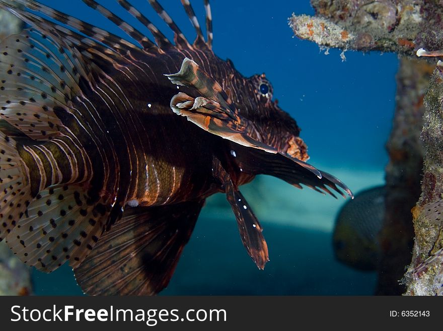 Common lionfish (pterois miles) taken in the Red Sea.