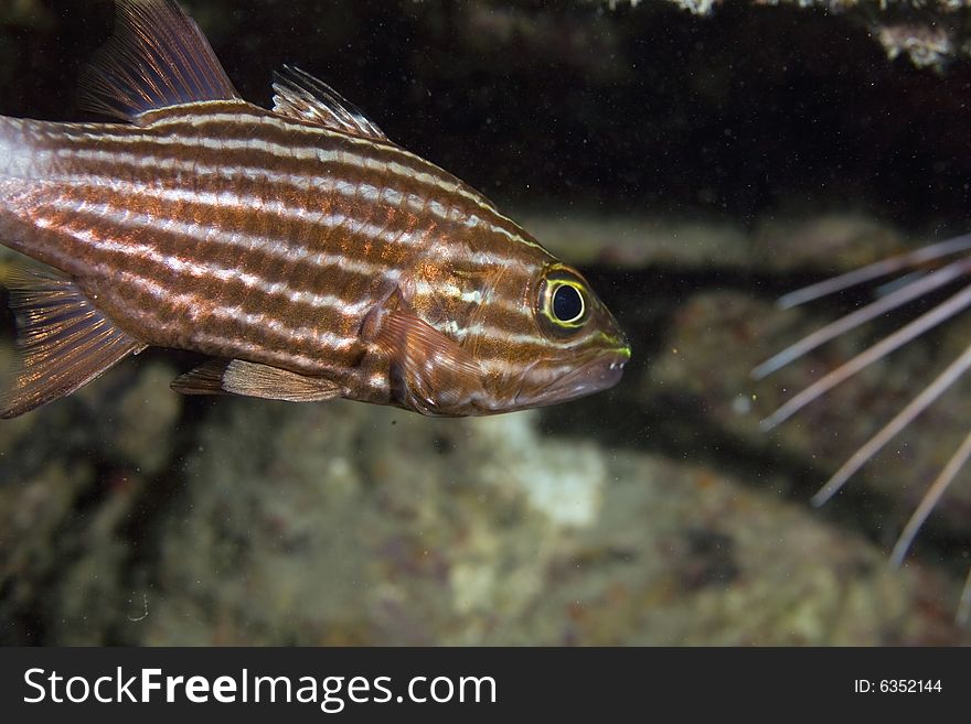 Tiger Cardinalfish (cheilodipterus Macrodon)