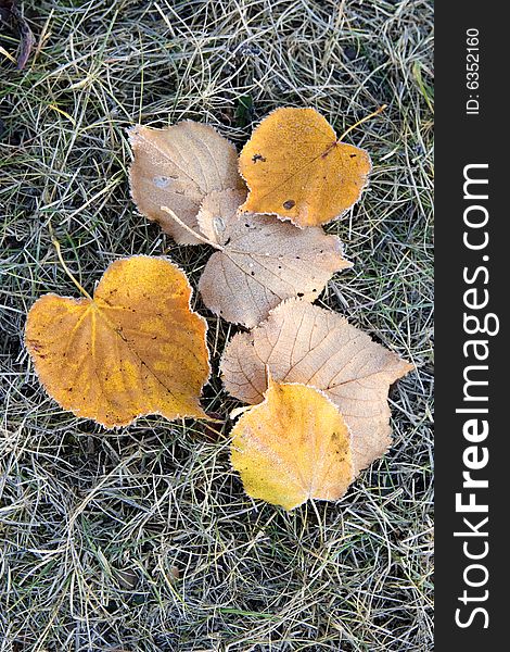 Frosty fallen tree leaves lying on frozen grass on a cold fall morning. Frosty fallen tree leaves lying on frozen grass on a cold fall morning