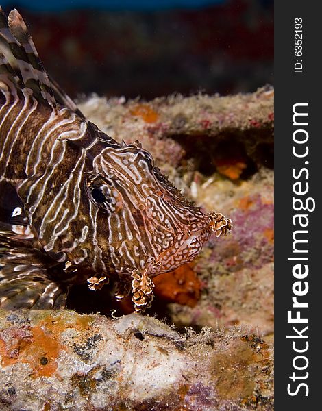 Common lionfish (pterois miles) taken in the Red Sea.