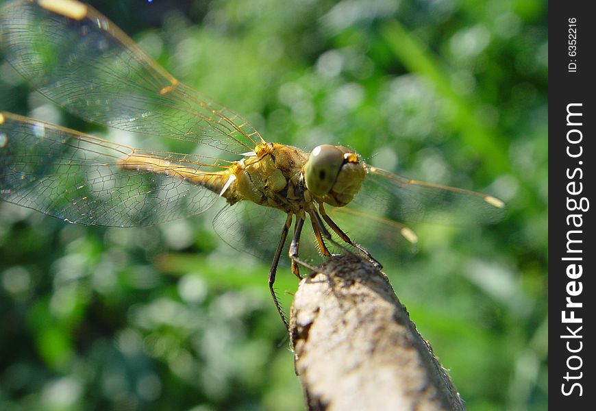 Dragonfly