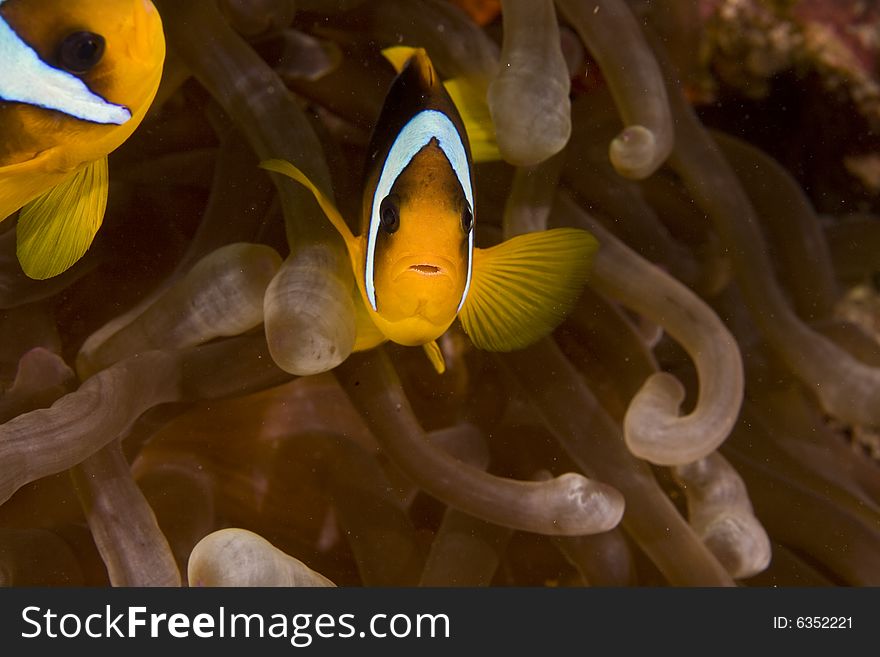 Red Sea Anemonefish (Amphipiron Bicinctus)