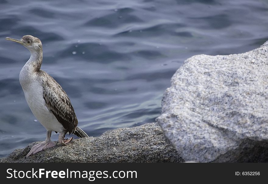 View of cormorant in sardinia at summertime.