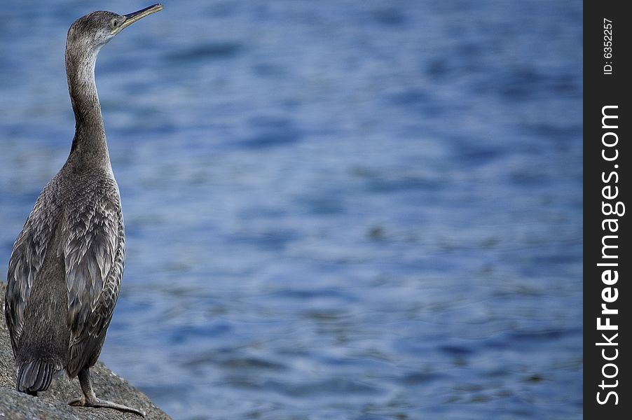 View of cormorant in sardinia at summertime.