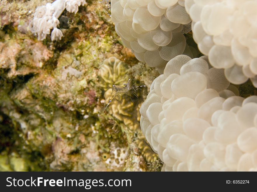 Long-arm Cleaner Shrimp (periclemenes Brevicarpali