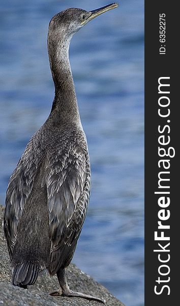 View of cormorant in sardinia at summertime. View of cormorant in sardinia at summertime.