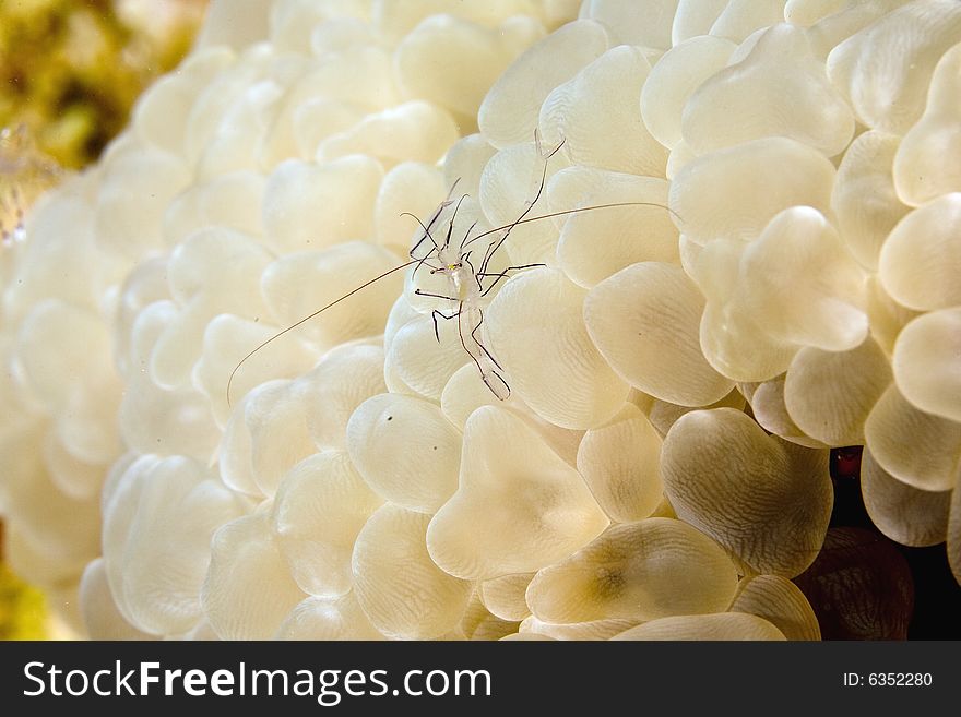 Bubble coral shrimp (vir philippinensis) taken in the Red Sea.