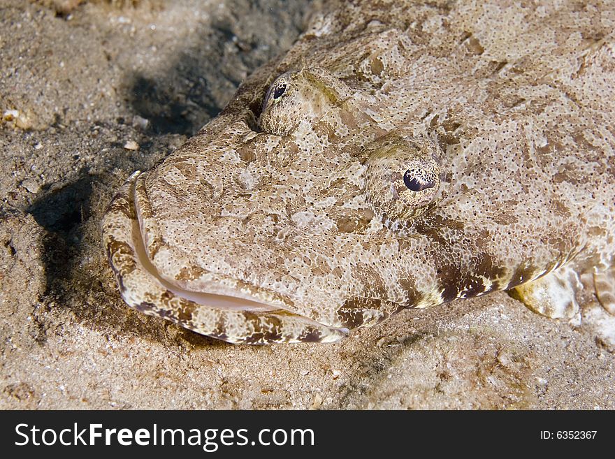 Indean ocean crocodilefish (papilloculiceps longic taken in the Red Sea.