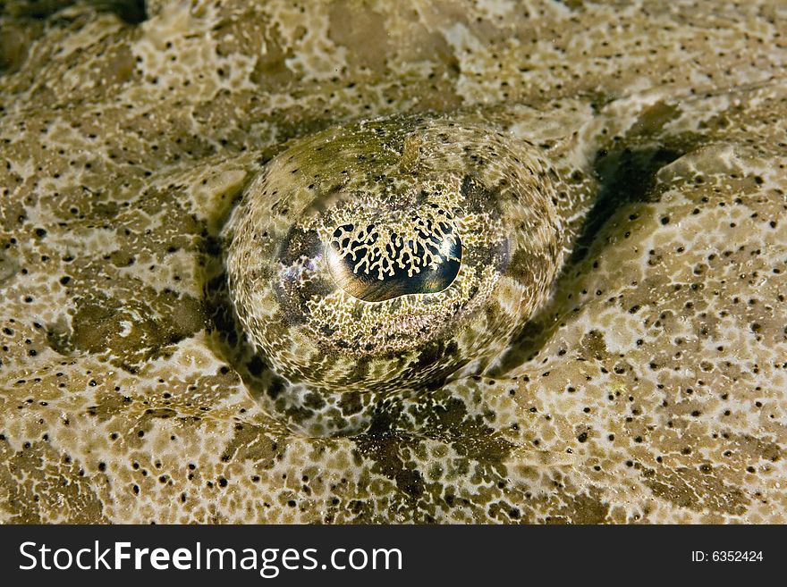 Eye of an Indean ocean crocodilefish (papilloculiceps longic taken in the Red Sea.