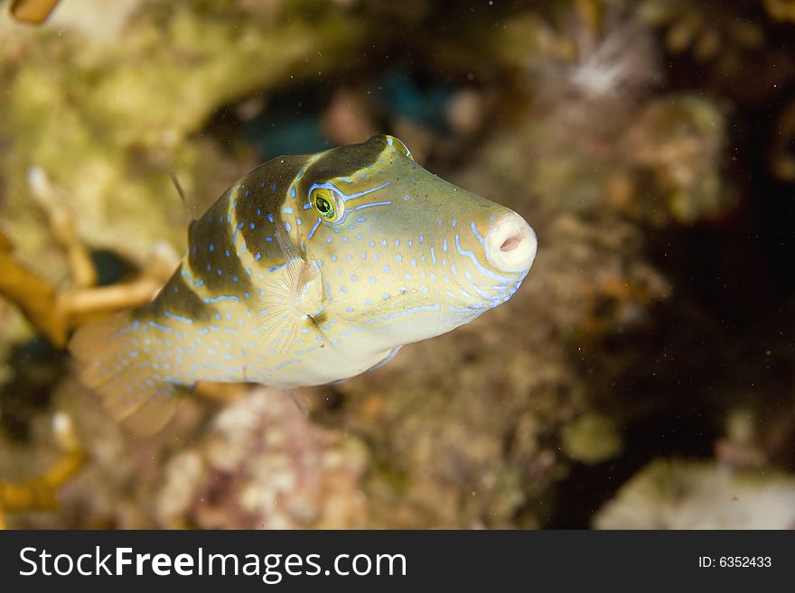 Crowned Toby (canthigaster Coronata)