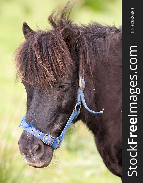 Horse portrait of a young foal