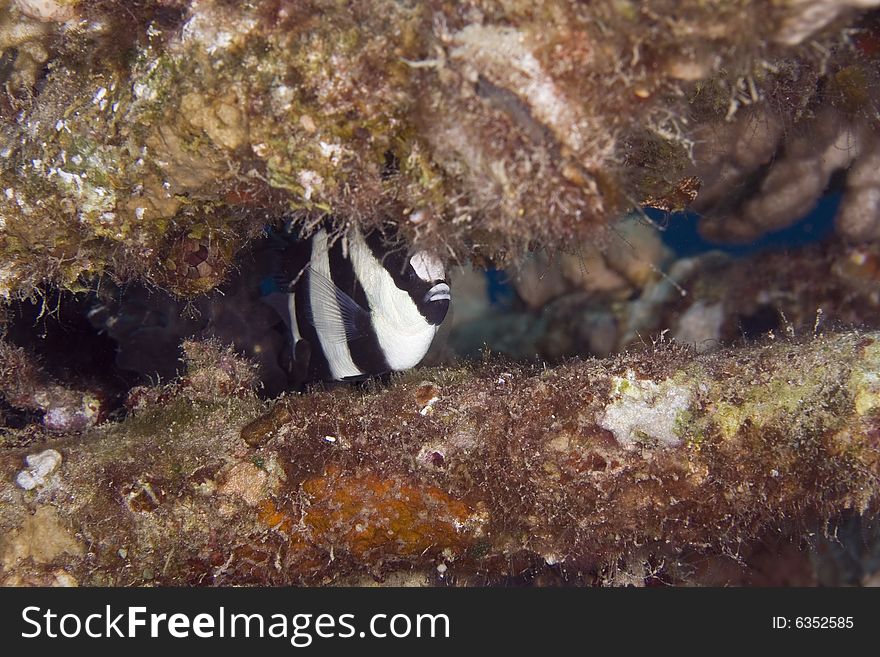 Hambug dascyllus (dascyllus aruanus) taken in the Red Sea.