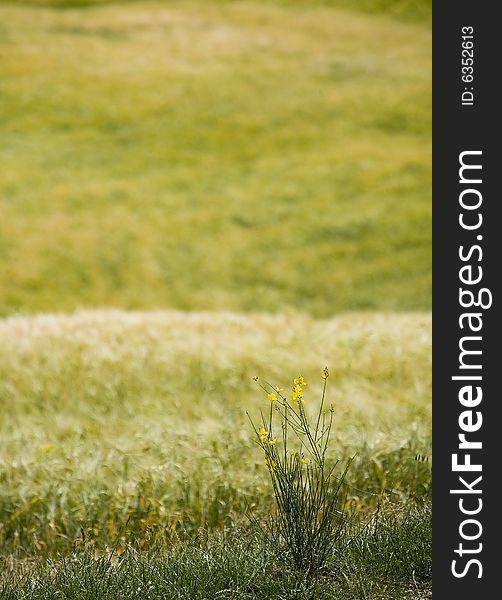 Tuscany countryside, green meadow and close-up of little bush. Tuscany countryside, green meadow and close-up of little bush