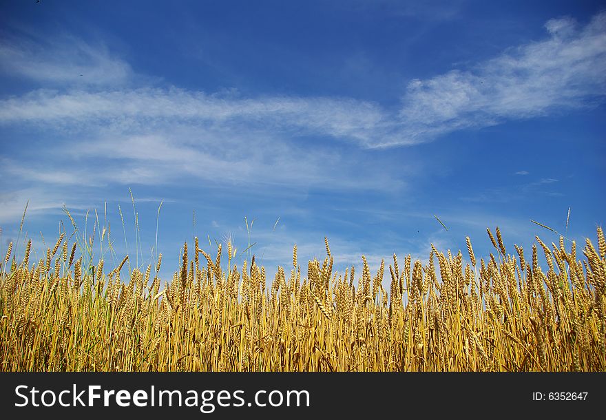 Wheat ears against the blue  sky. Wheat ears against the blue  sky