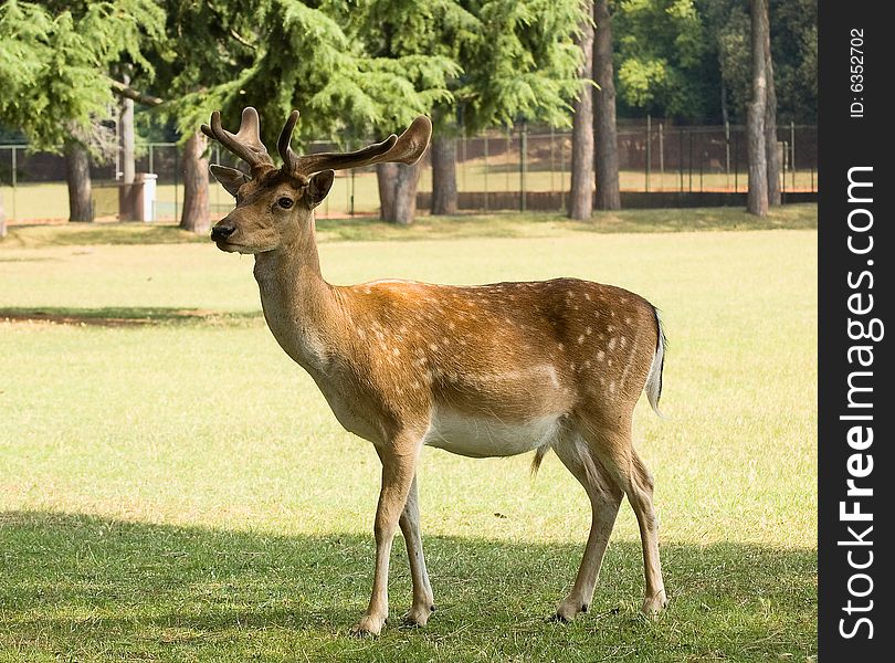 Photo of a deer staying at the lawn