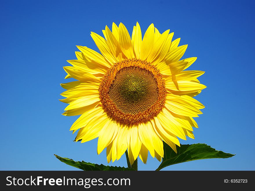 Yellow sunflower in summer afield with blue sky