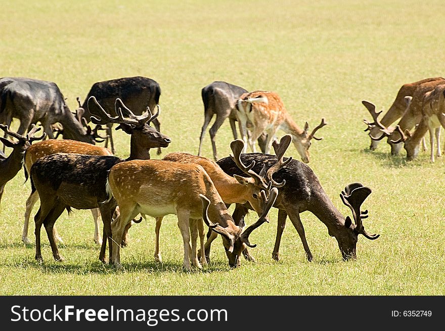 Photo of a herd of deers grazing in the medow. Photo of a herd of deers grazing in the medow