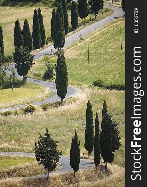 TUSCANY countryside, devious street with cypress