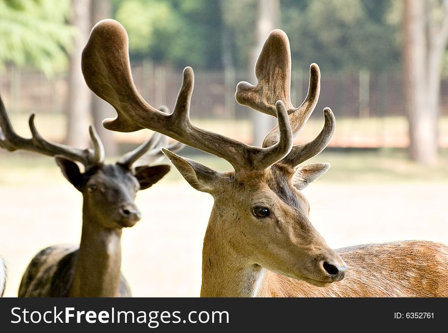 Photo of two deers staying at the lawn