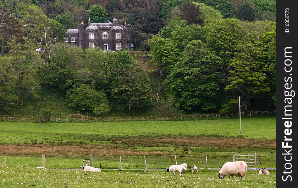 Sheep farm in Mull Scotland