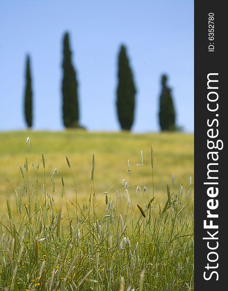 Tuscany countryside, spikes