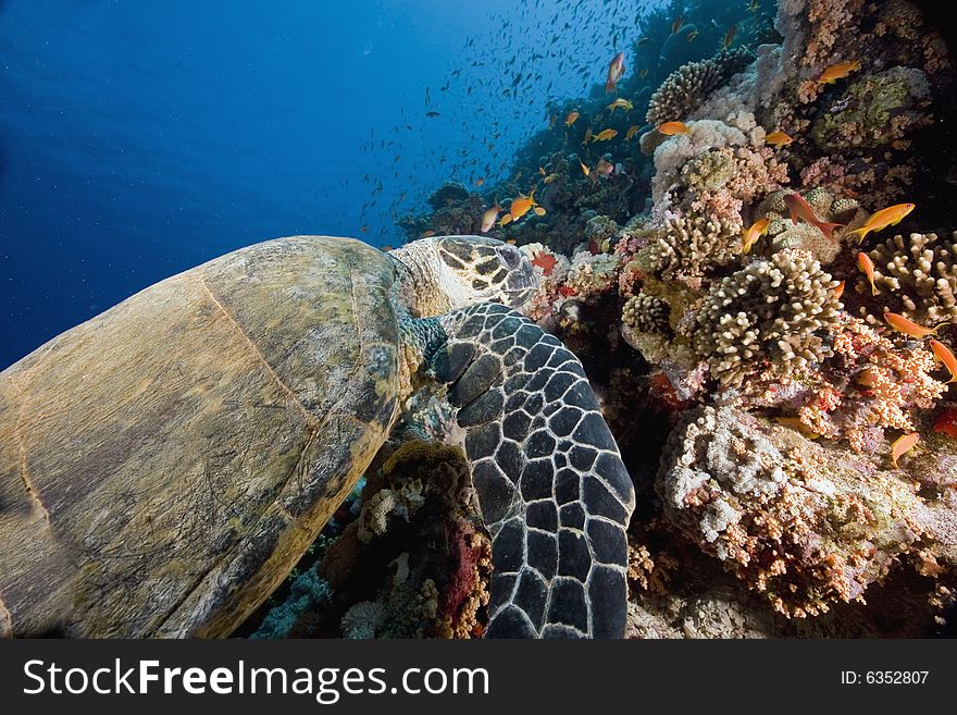 Hawksbill turtle (eretmochelys imbricata) taken in the Red Sea.