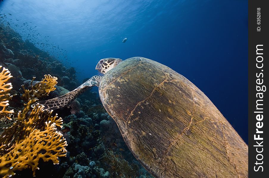 Hawksbill turtle (eretmochelys imbricata) taken in the Red Sea.