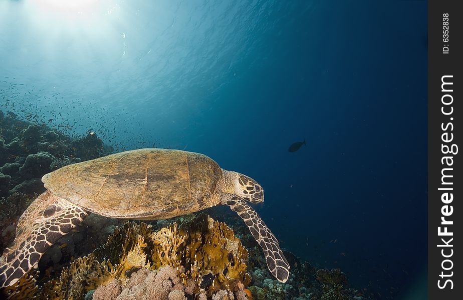 Hawksbill turtle (eretmochelys imbricata) taken in the Red Sea.