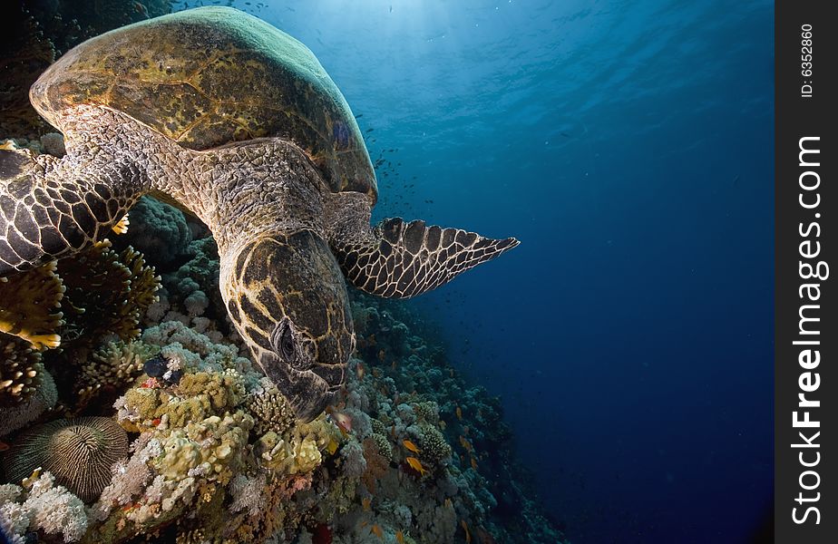 Hawksbill turtle (eretmochelys imbricata) taken in the Red Sea.