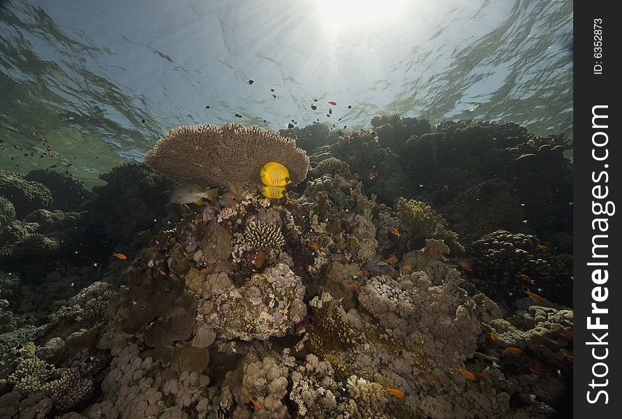 Coral and fish taken in the Red Sea.