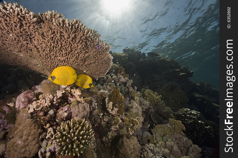 Masked butterflyfish (chaetodon larvatus) taken in the Red Sea.