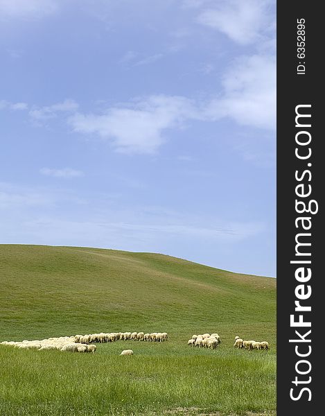 Tuscany countryside, sheeps on the meadow