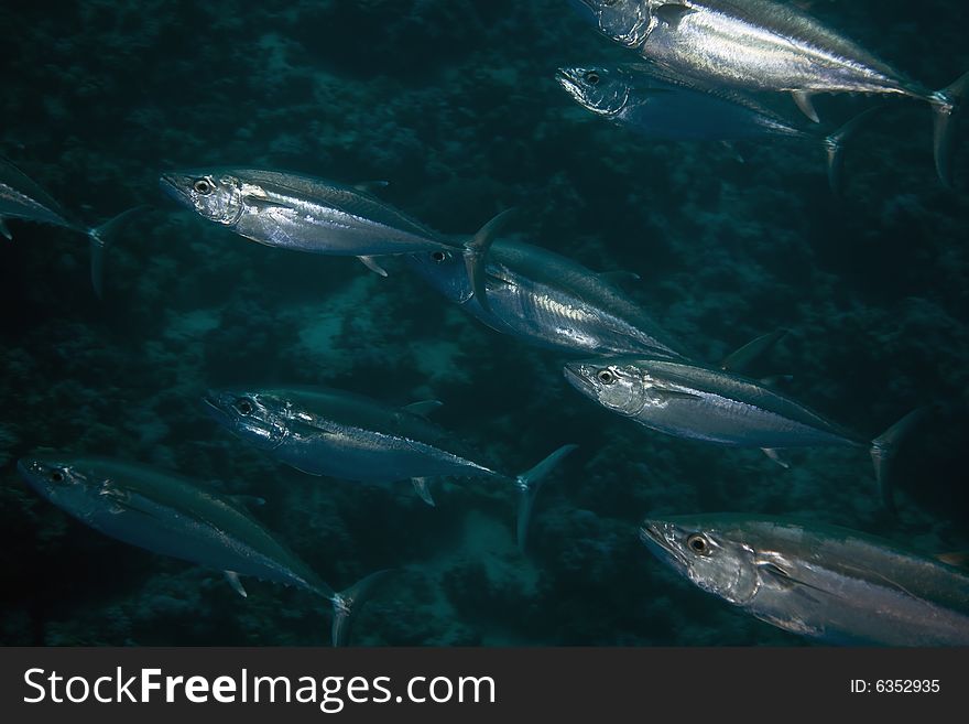 Dogtooth tuna (gymnosarda unicolor) taken in the Red Sea.