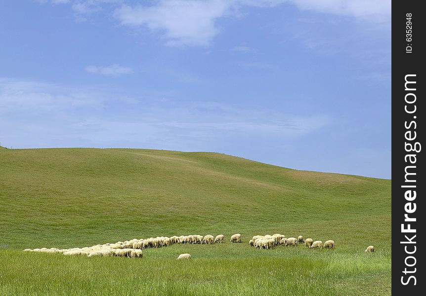Tuscany countryside, sheeps on the meadow