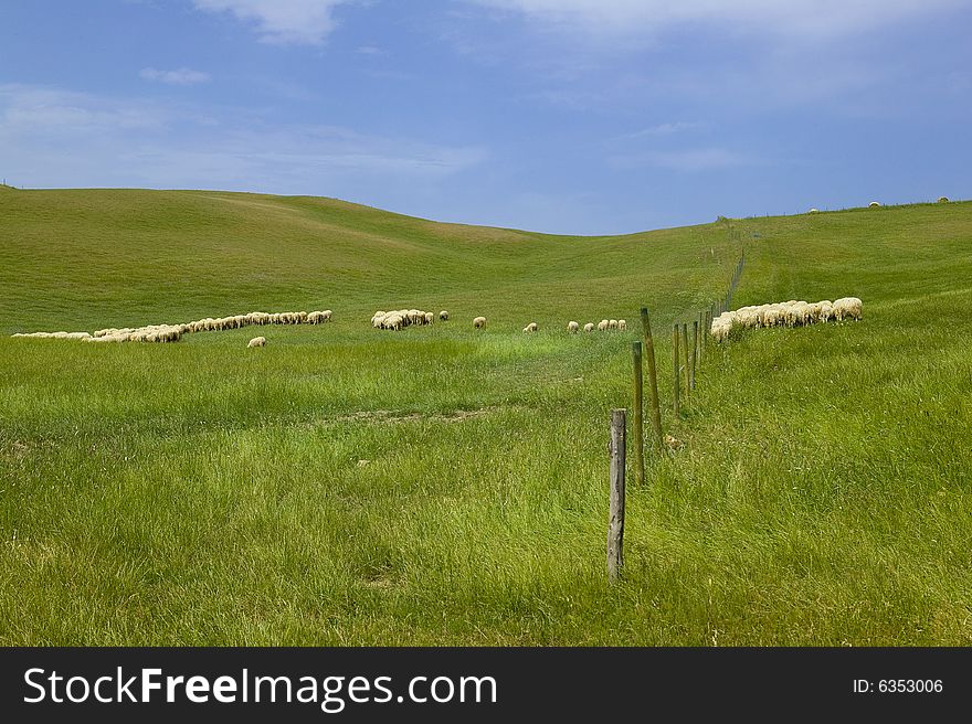 Tuscany Countryside, Sheeps