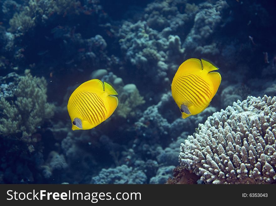 Masked butterflyfish taken in the Red Sea. Masked butterflyfish taken in the Red Sea.